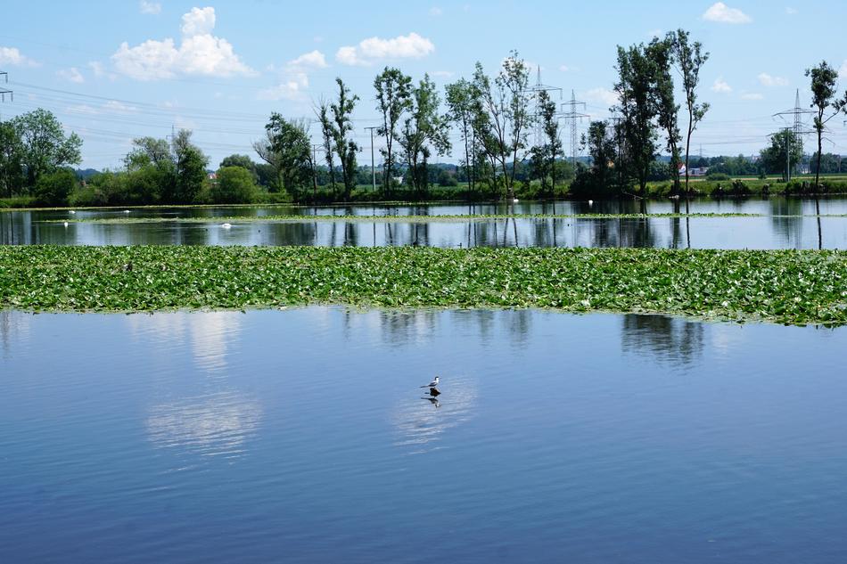 Danube Ehingen Ulm