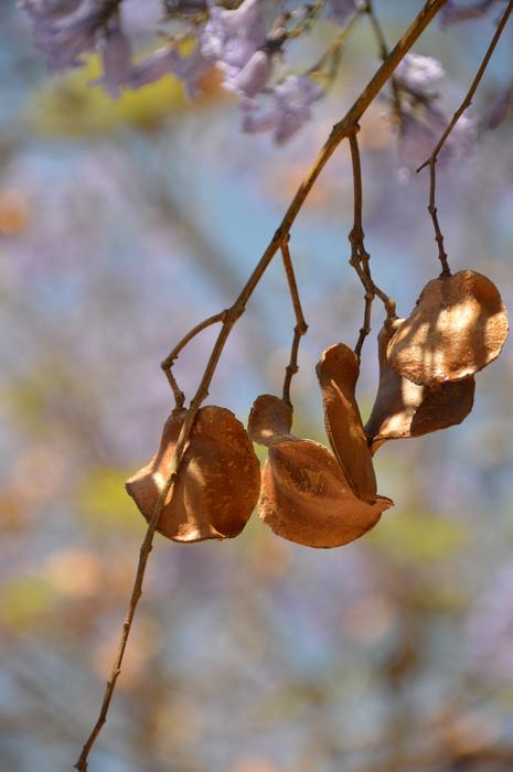 Nature Leaf Tree