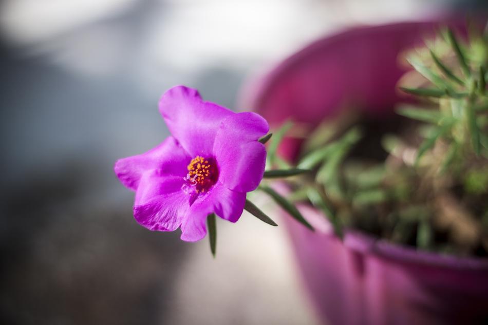Nature Flower Plant