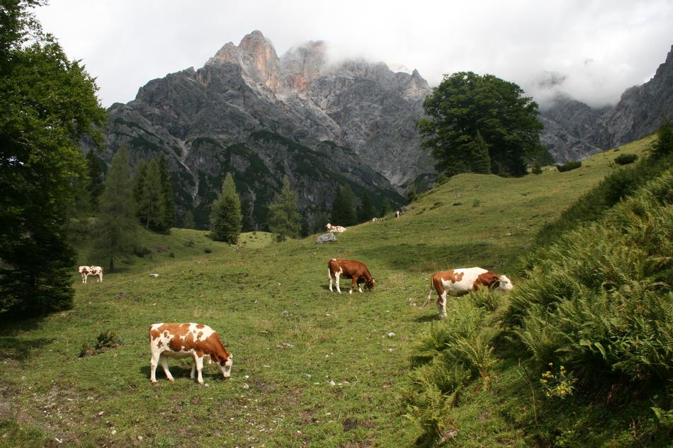 Mountains Austria Hinterthal