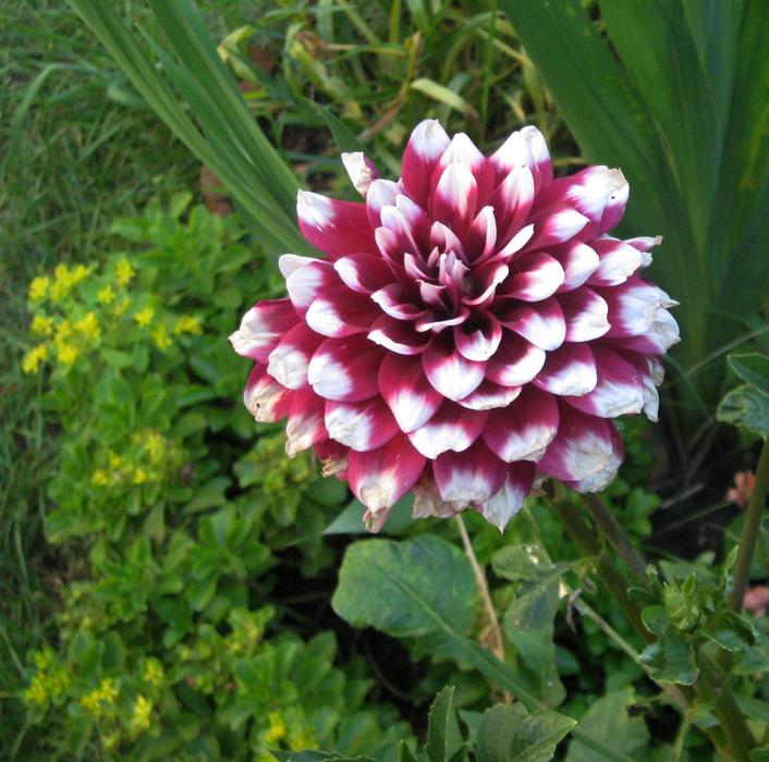 Flower Nature Plant