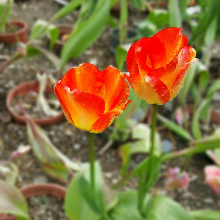red tulips in green foliage
