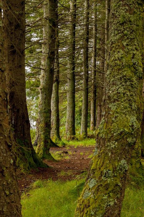 Tree Trees Nature