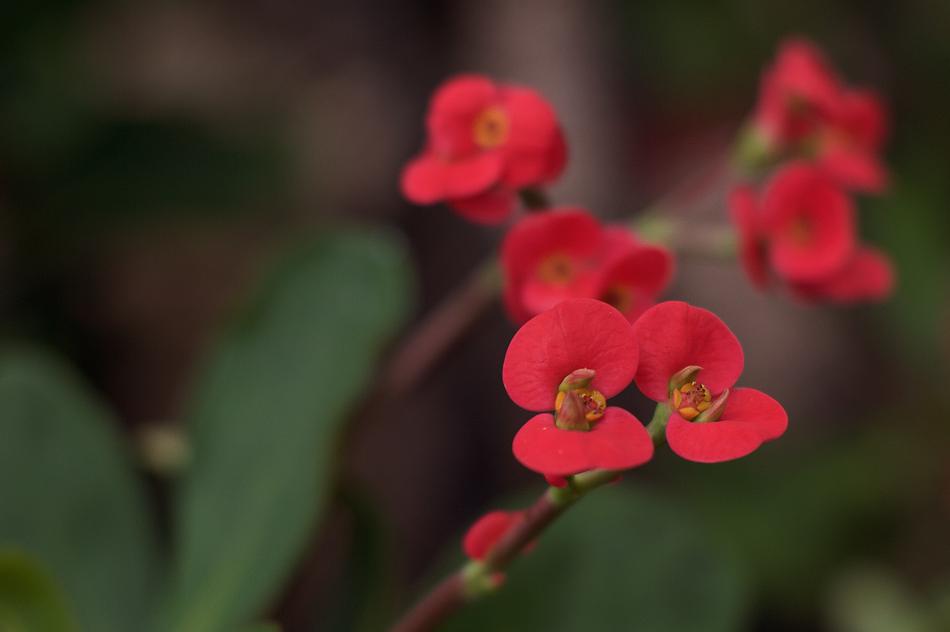 Flower Bloom Floral