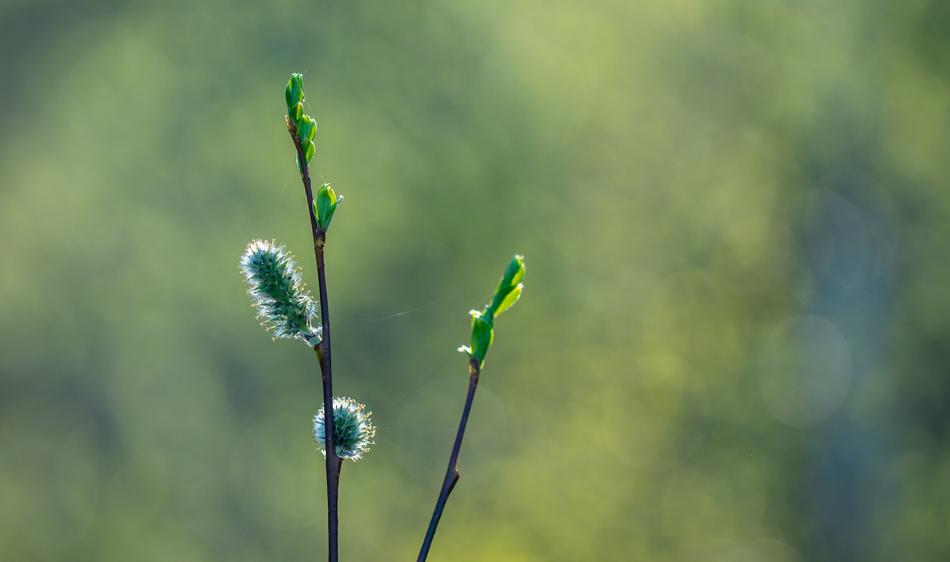 Kidney Macro Spring