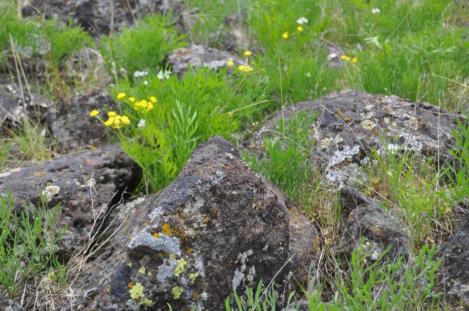 Mountain Rock Flower