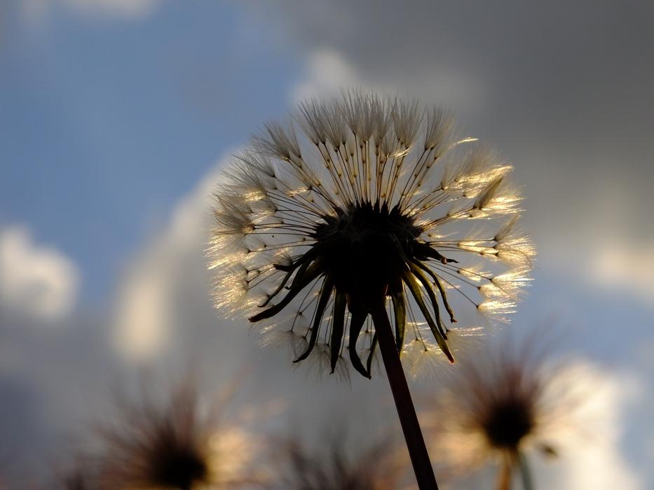 Nature Flower Plant