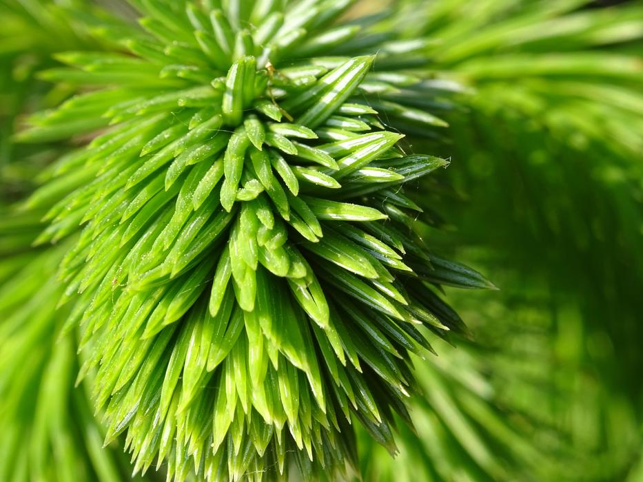 Green Plant Nature