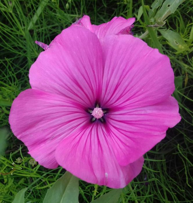 Pink Flower