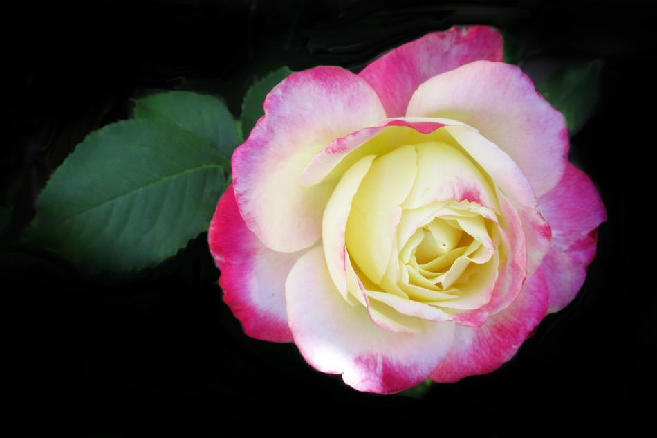 Flower Rose Petal