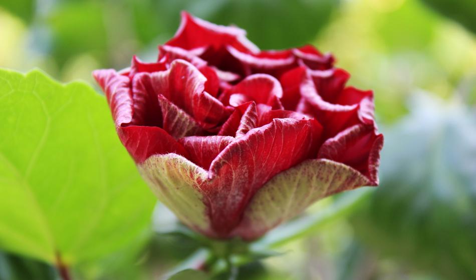 Hibiscus Red Flower