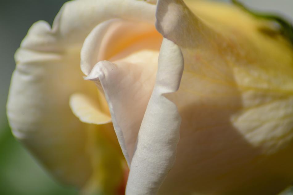 Rose Flower Blooms Close