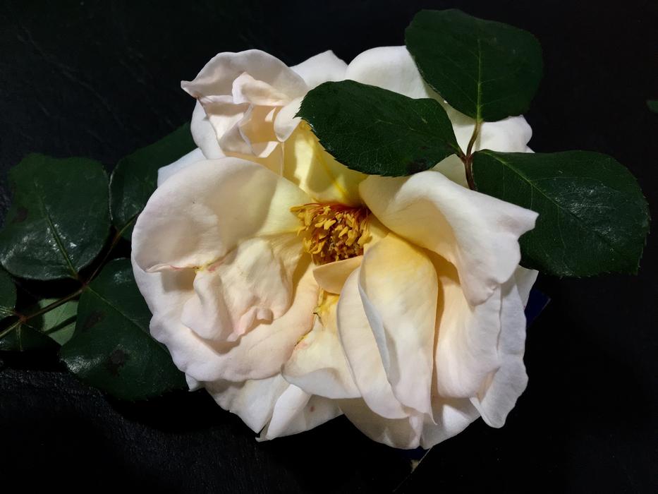 White Rose Petals Rosa