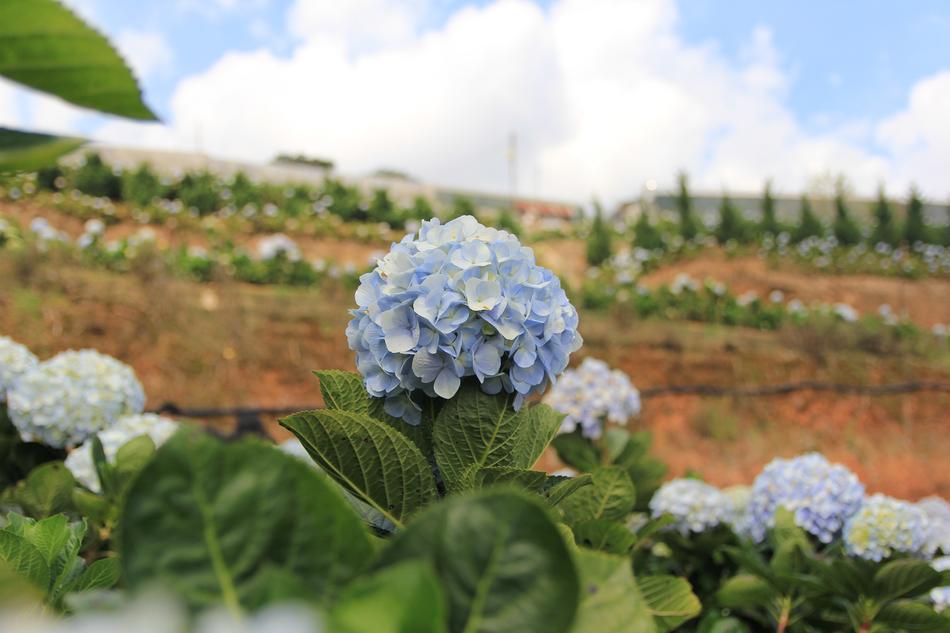 Flower Color Travel