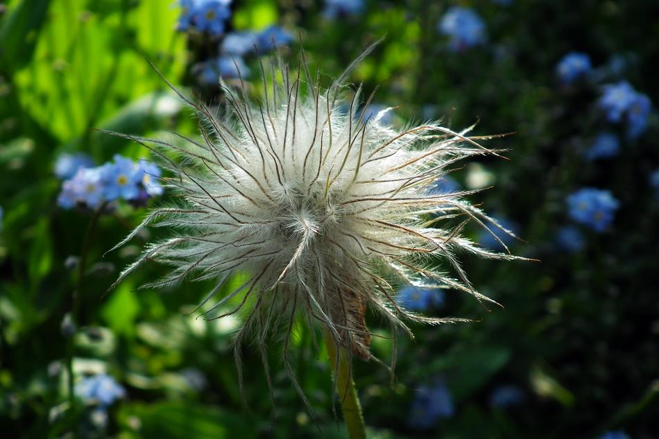 Plant Spring Nature