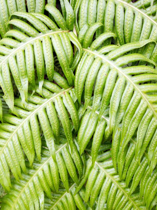 Leaf Plant Fern