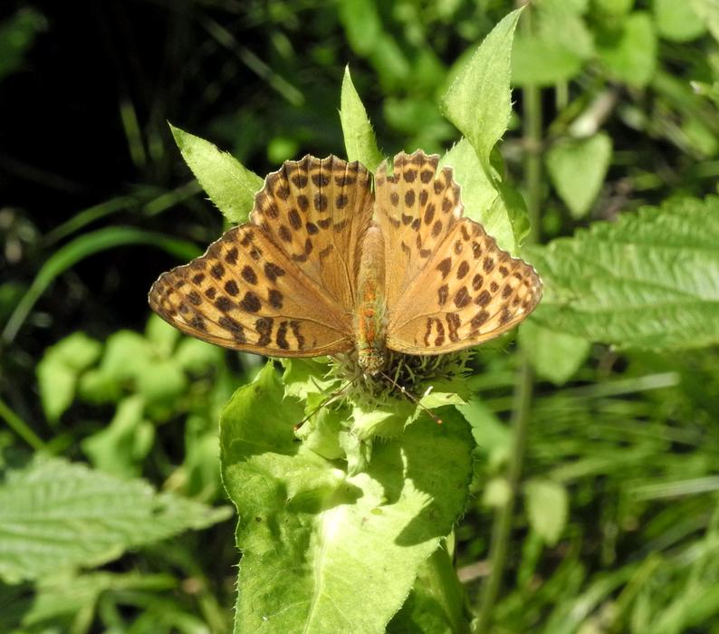 Nature Butterfly Animal World