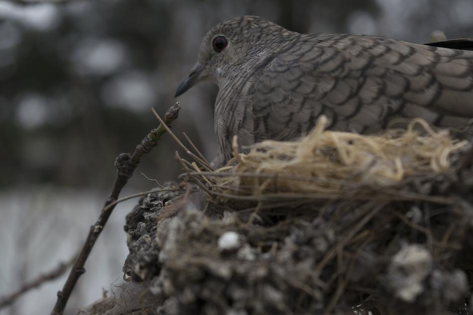 Birds Nature Wild Life