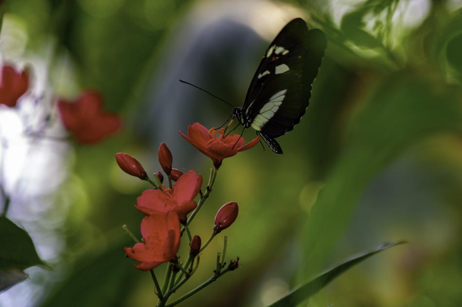 gorgeous butterfly on red flowers