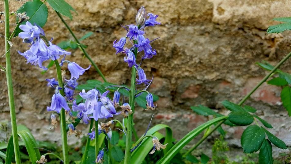 Bellflower Wall Nature