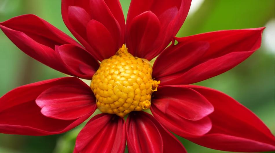 Flower Nature Flora