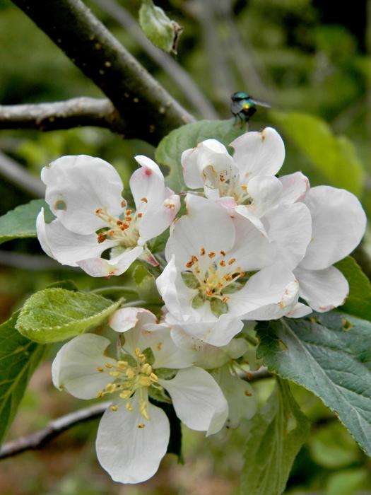 Flowers Garden