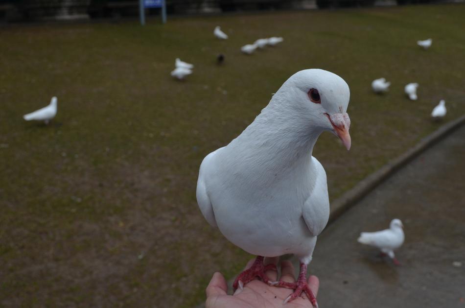 Nanjing Pigeons