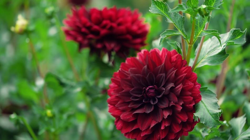 Nature Flower Flora