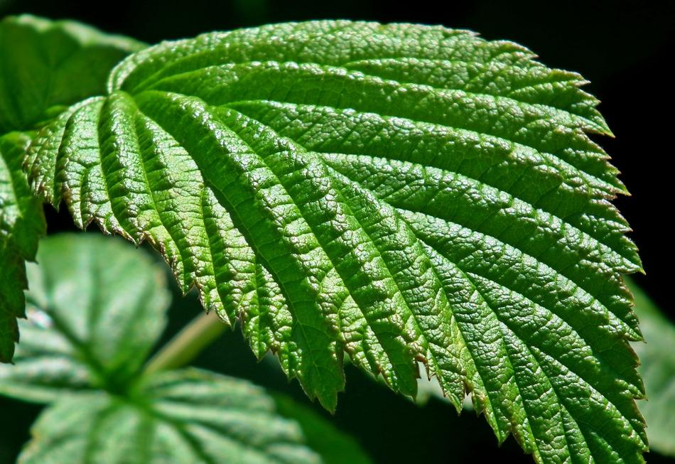 Raspberry Leaf Plant Nature