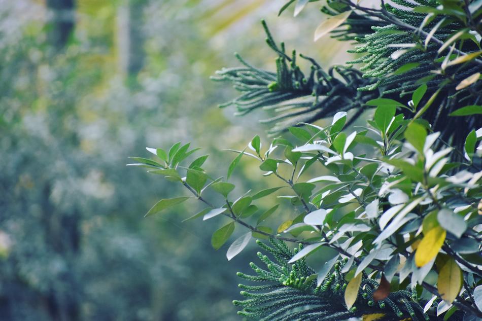 Nature Leaf Flora