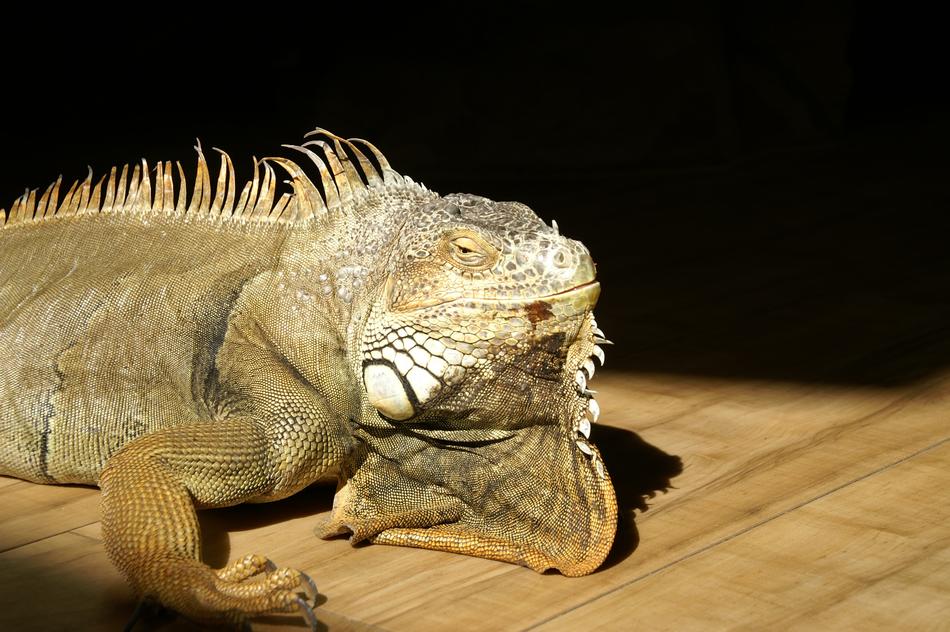 Reptile Iguana Nature