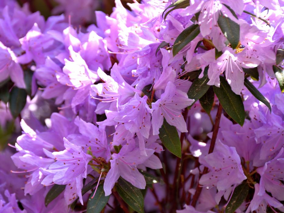 Rhododendron Blossom Bloom