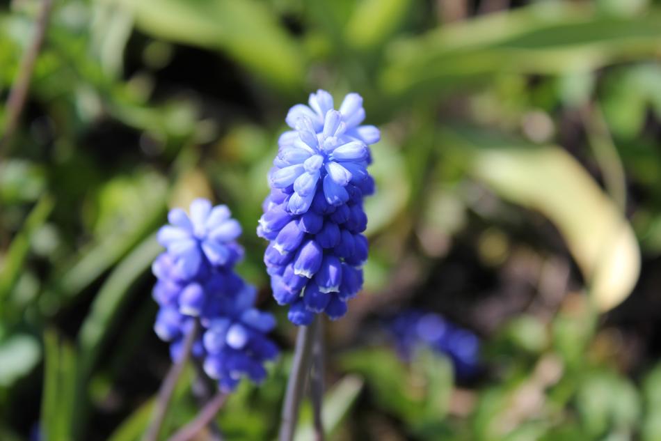 Nature Plant Flower