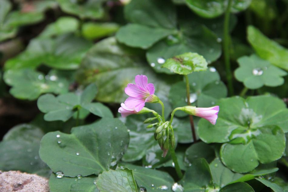 Flower Plant Nature