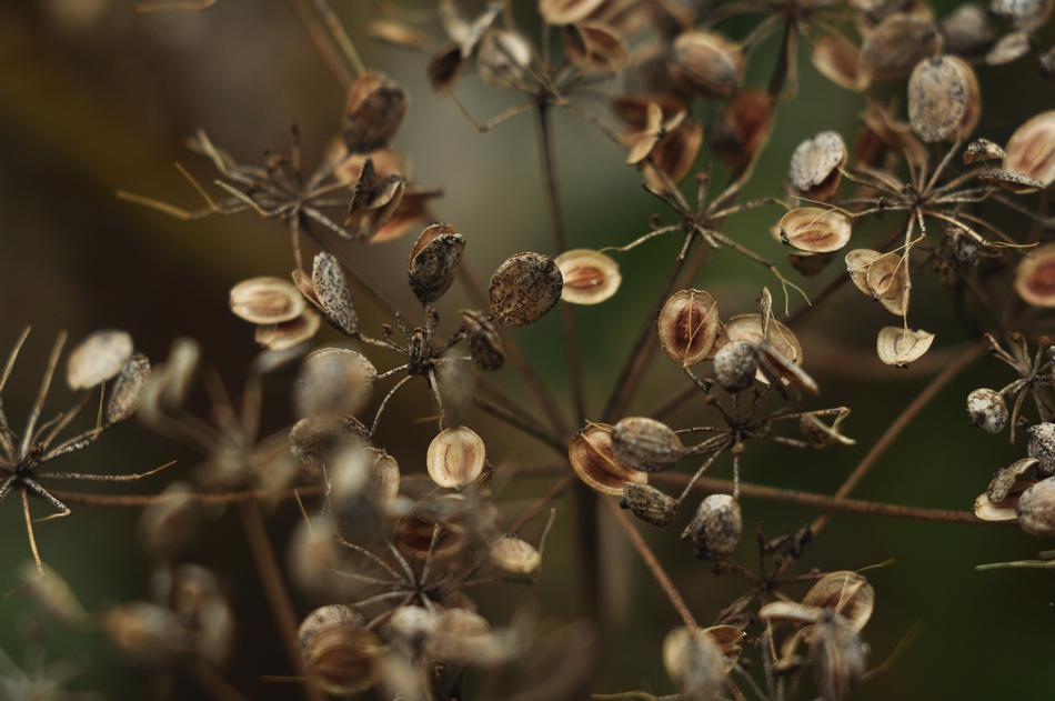 Nature Plant Flower Krupnyj