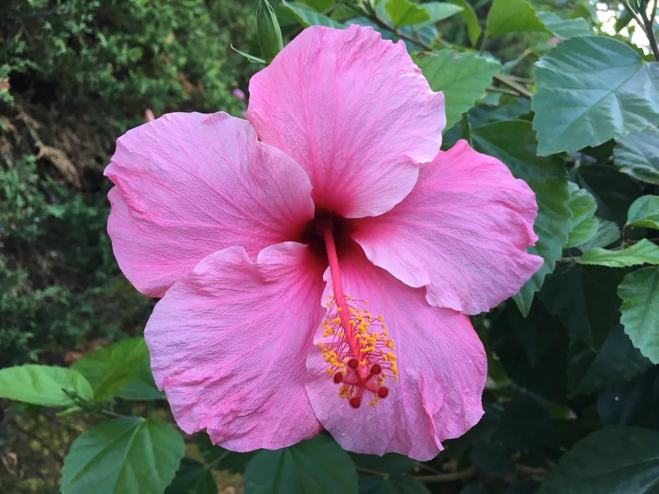 Nature Plant Flower