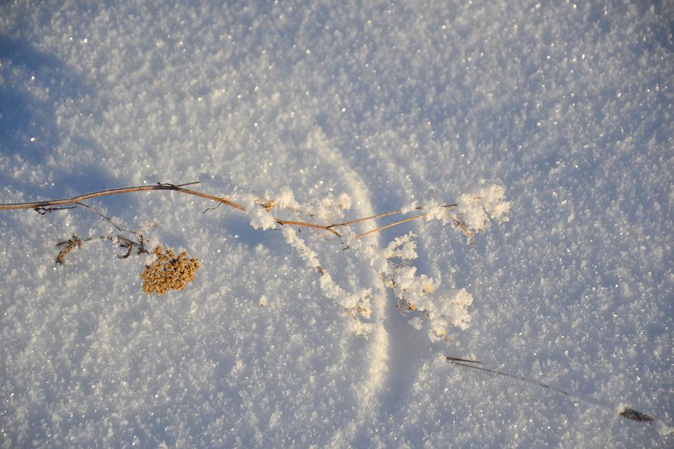 Winter Snow Leann