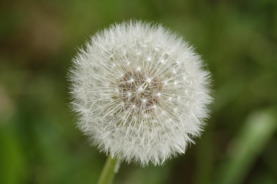 Dandelion Close Up Macro