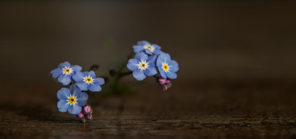 Blossom Bloom Blue