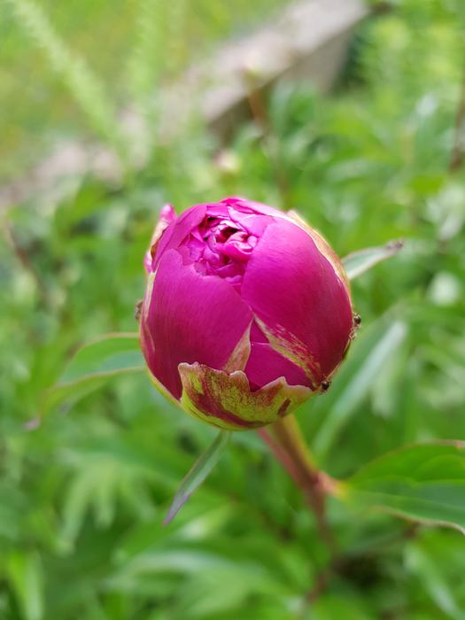 Peony Grass Green