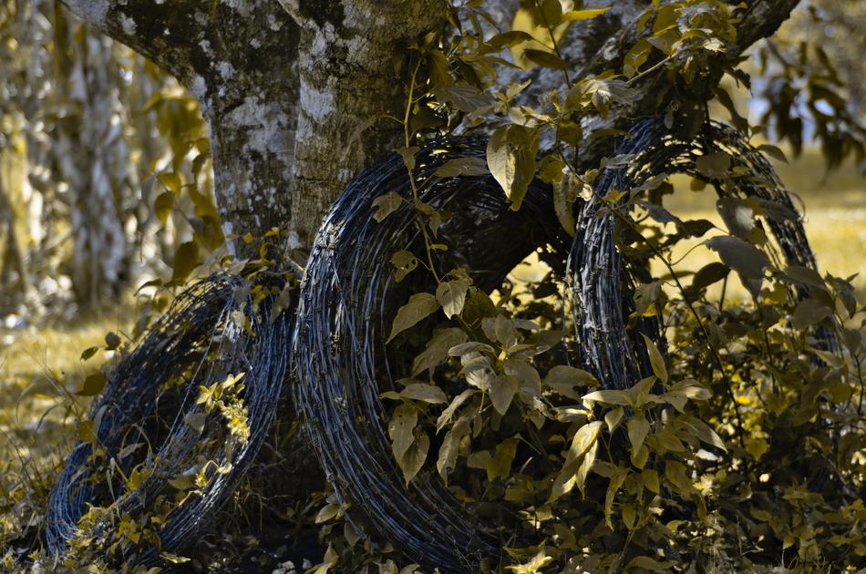 Barb Wire Rolls Fence Over Grown