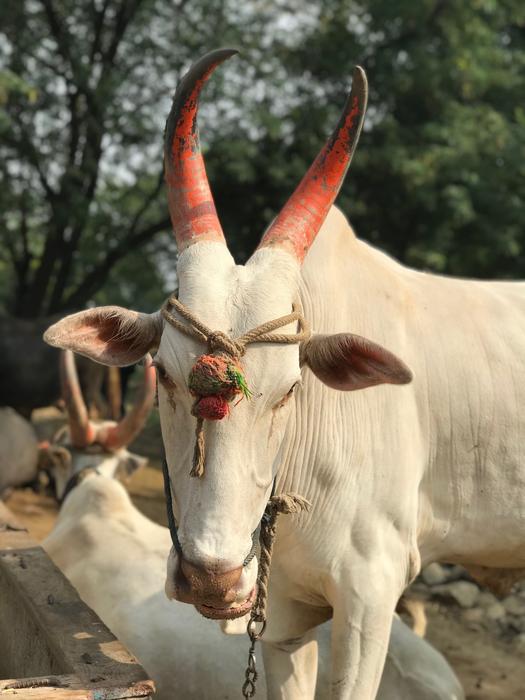 wild goat with red horns