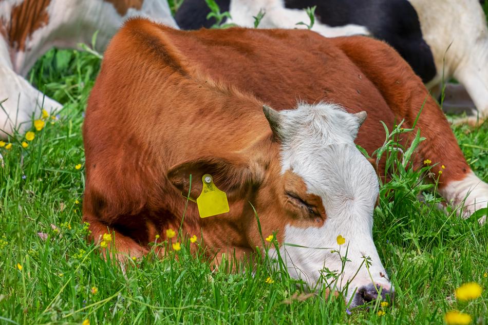 Cow Animal Brown White