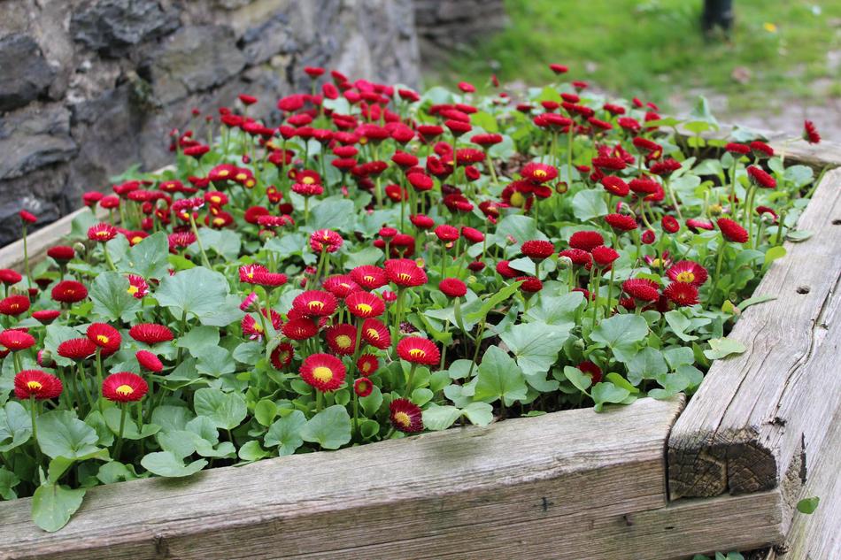 Flower Bed