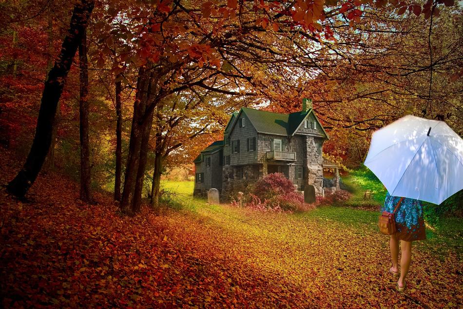 Tree Fall Nature