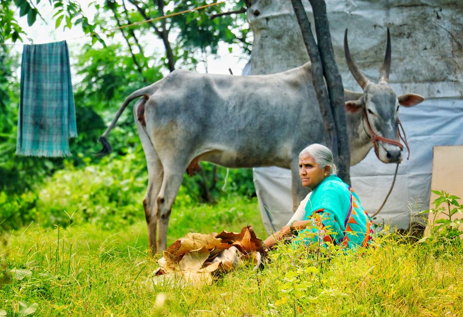 Grass Nature Animal