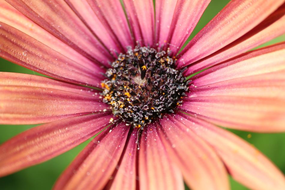 Flower Nature Plant