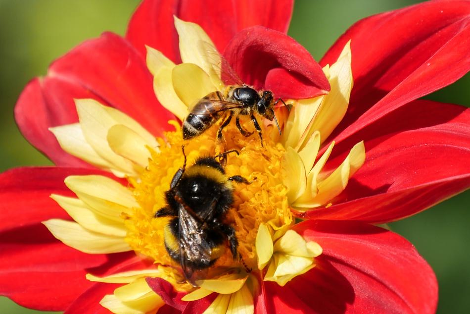 Nature Flower Insect