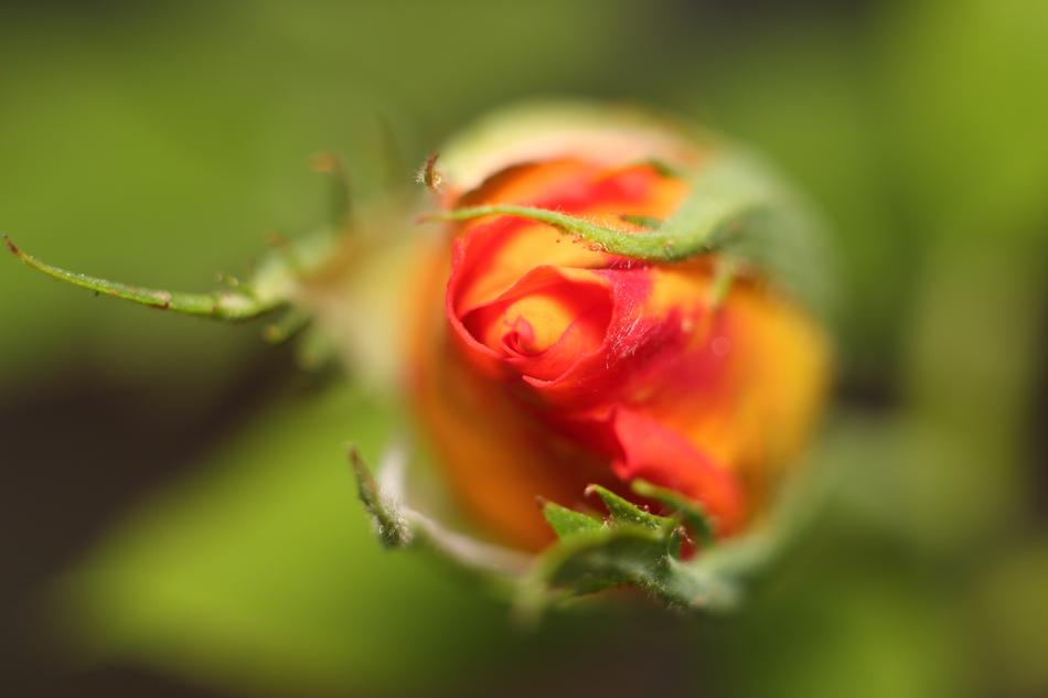 Nature Flower Outdoors macro blur