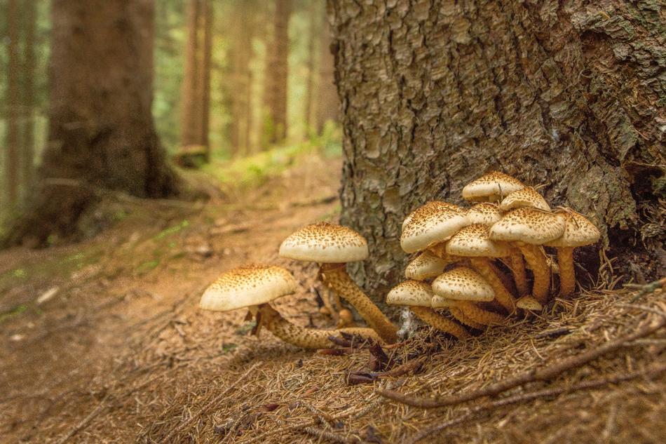 Mushroom Sparriger Log